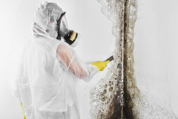Best Commercial Mold Removal  in Bottineau, ND
