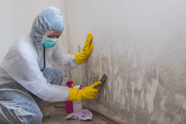 Best Professional Mold Removal  in Bottineau, ND