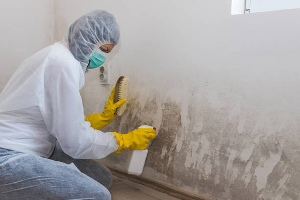 Best Mold Removal Company Near Me  in Bottineau, ND