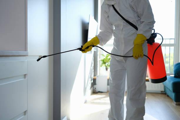 Best Professional Mold Removal  in Bottineau, ND