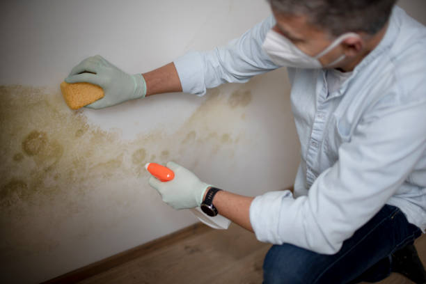 Best Toxic Mold Removal  in Bottineau, ND