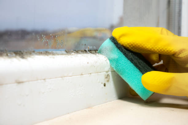 Best Black Mold Removal  in Bottineau, ND
