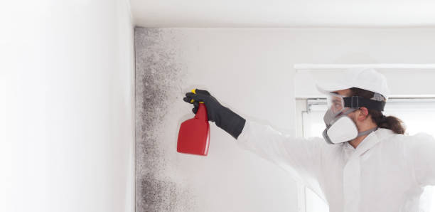 Best Mold Remediation  in Bottineau, ND