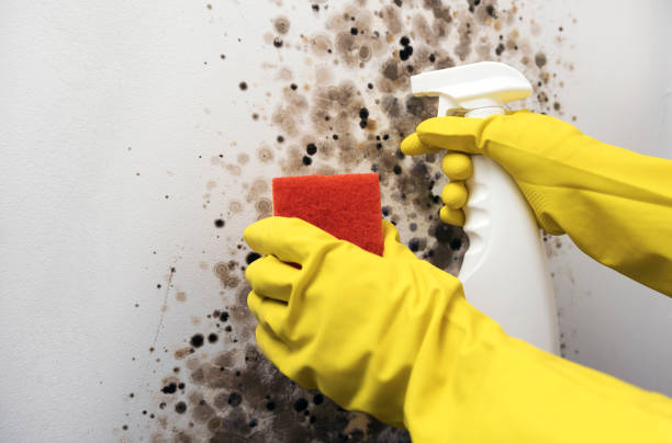 Best Home Mold Removal  in Bottineau, ND