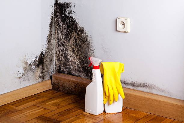 Crawl Space Mold Removal in Bottineau, ND
