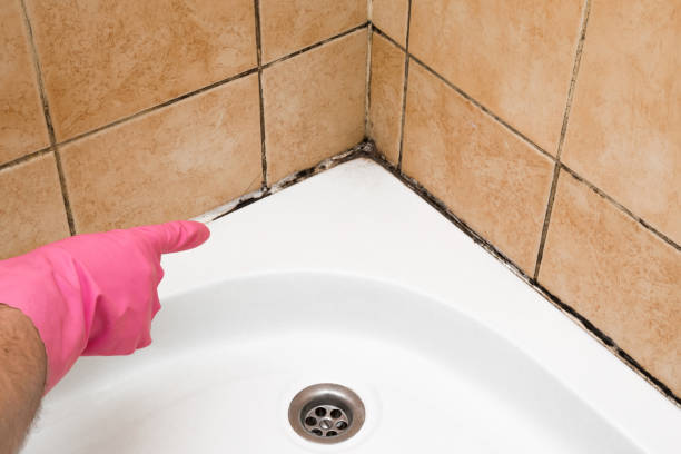 Best Residential Mold Removal  in Bottineau, ND